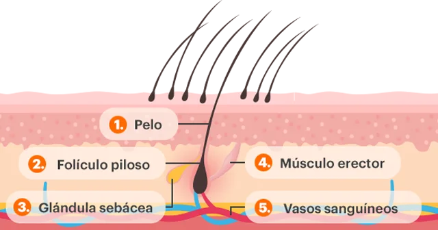 La estructura del cabello