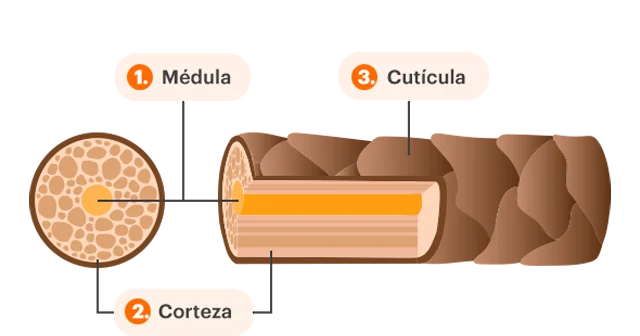 La estructura del cabello